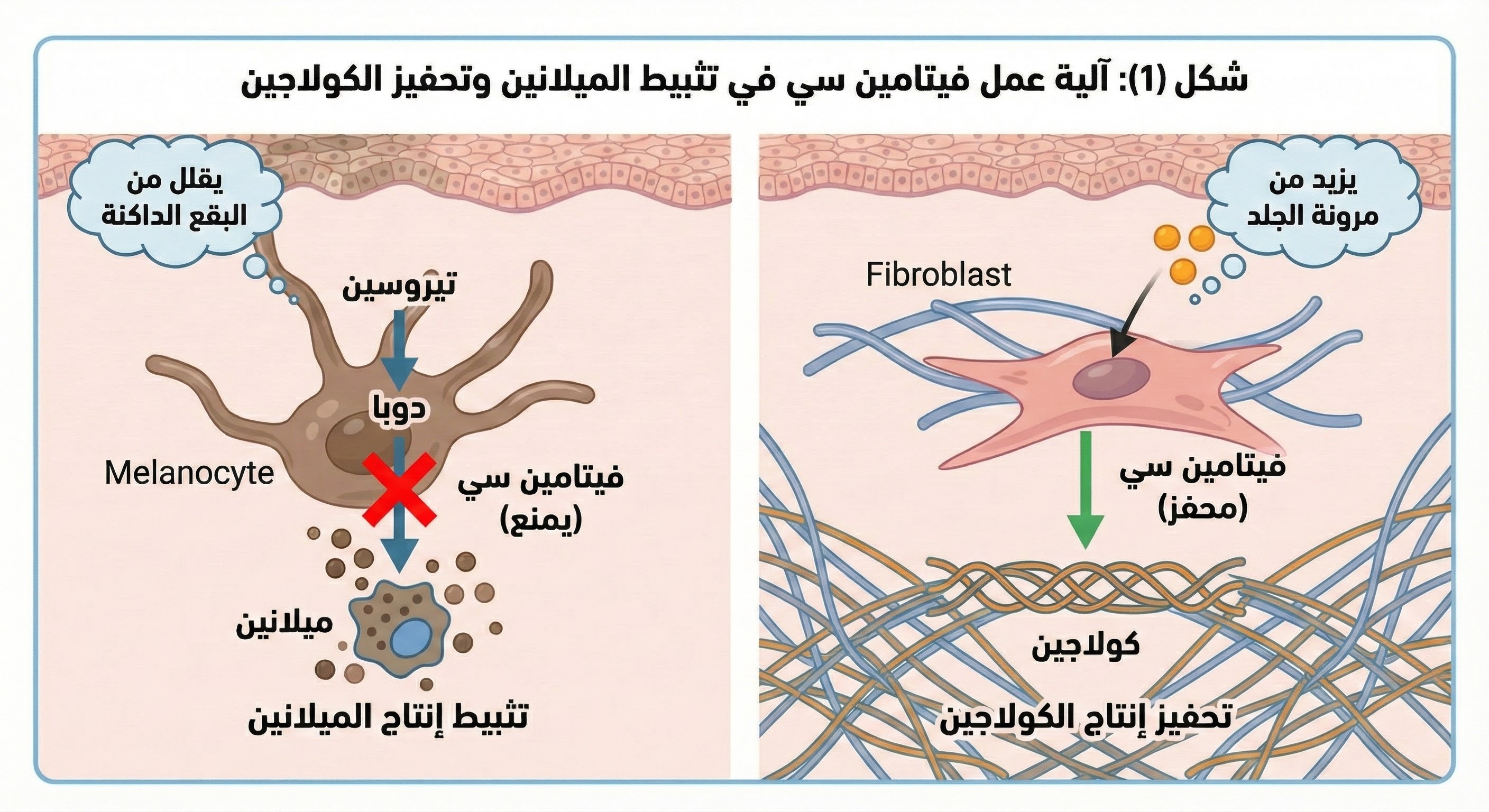 رسم توضيحي يظهر كيف يمنع فيتامين سي إنتاج الميلانين