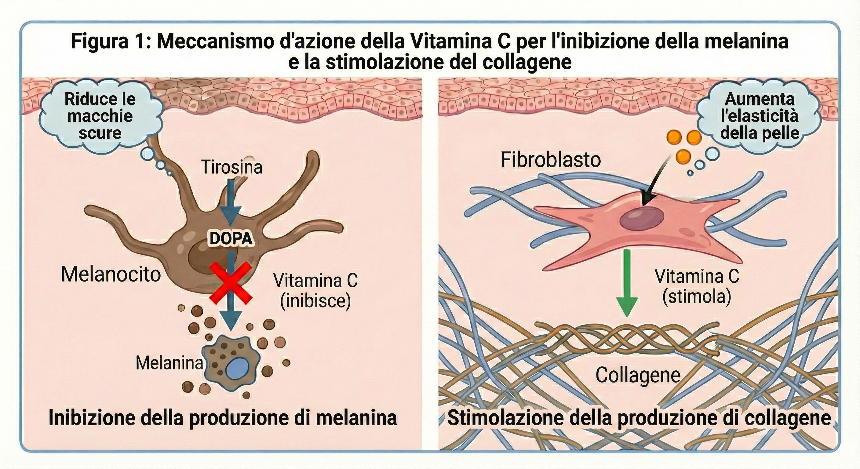 Illustrazione che mostra come la Vitamina C inibisce la produzione di melanina
