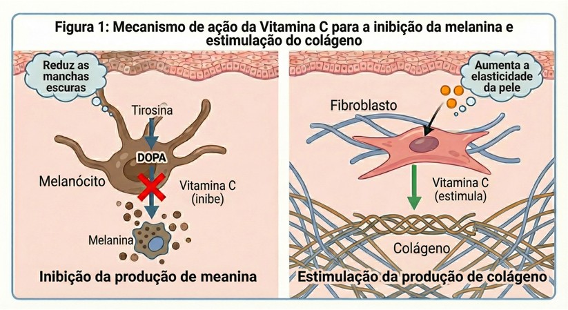 Ilustração mostrando como a Vitamina C inibe a produção de melanina