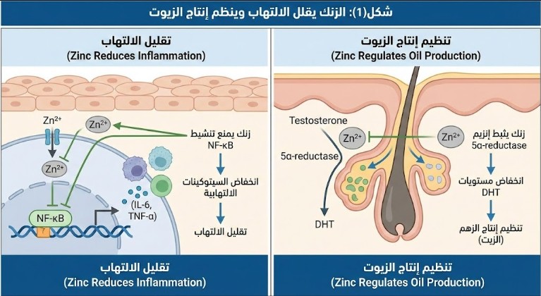 رسم يوضح كيف يقلل الزنك الالتهاب والزيوت